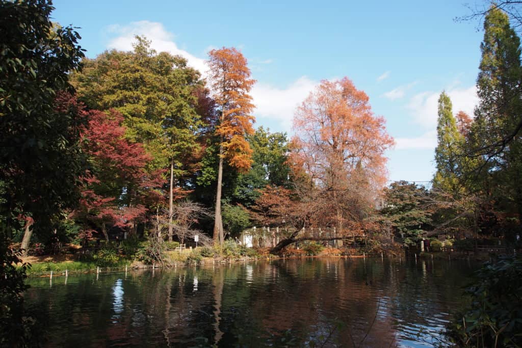 A lake in Inokashira Park.