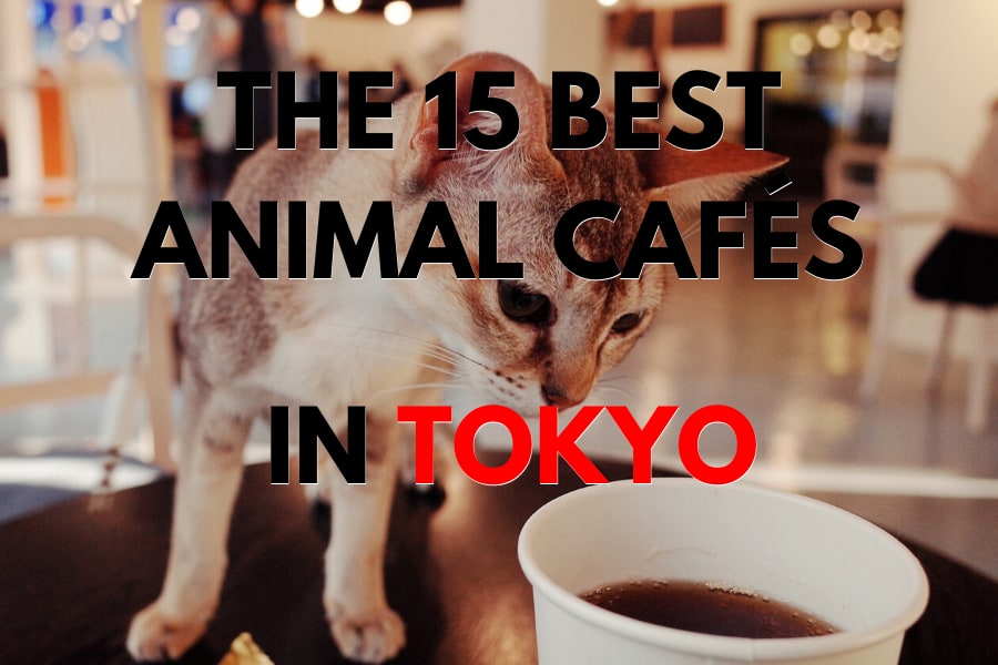The 15 Best Animal Cafés in Tokyo – The Tokyo Tourist