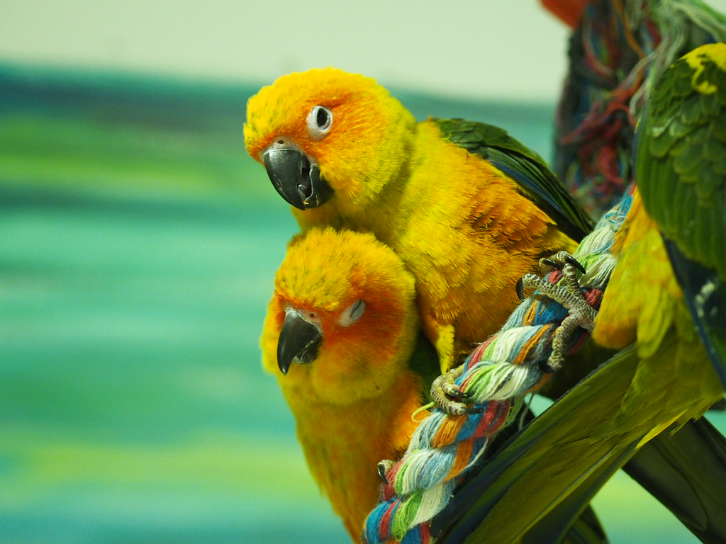 Two yellow parrots standing close together.