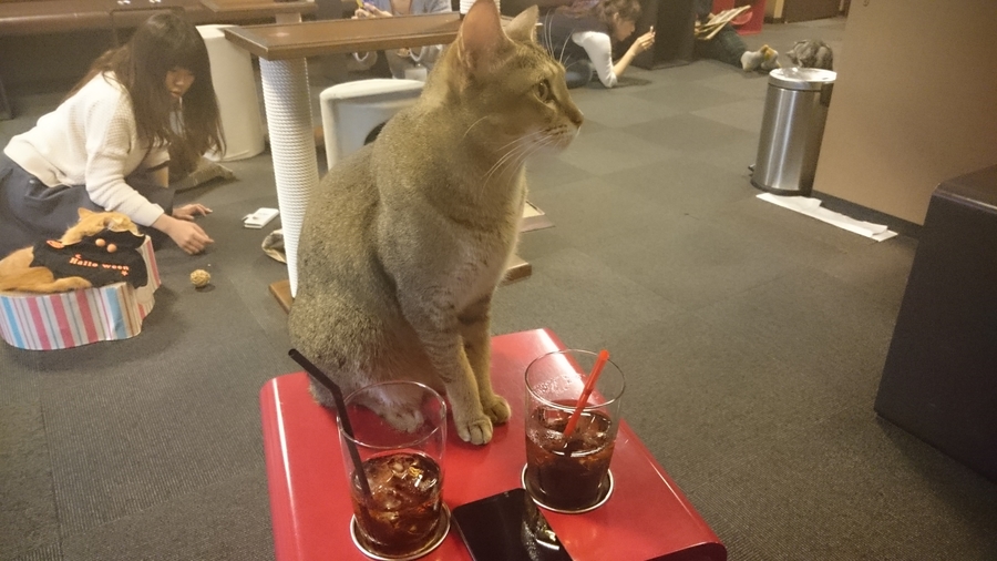 Cat an small table with two cola drinks.