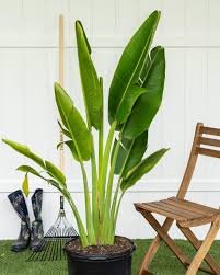 travelers palm