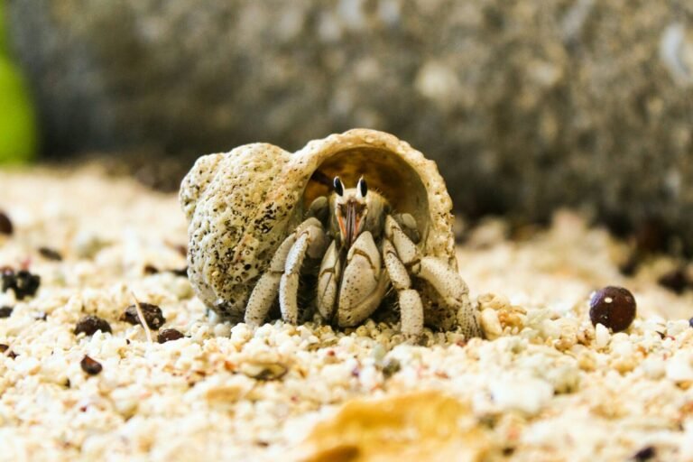 hermit crab environment