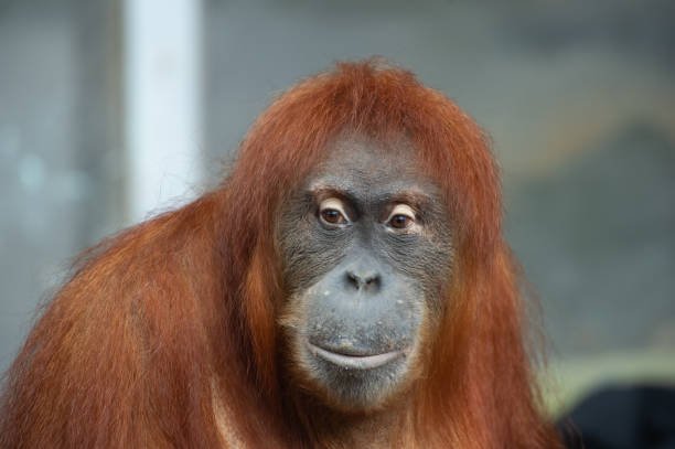 orangutan face